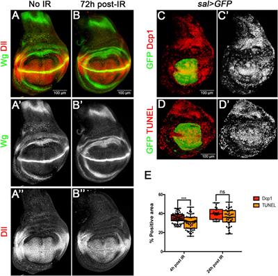 Size compensation in Drosophila after generalised cell death